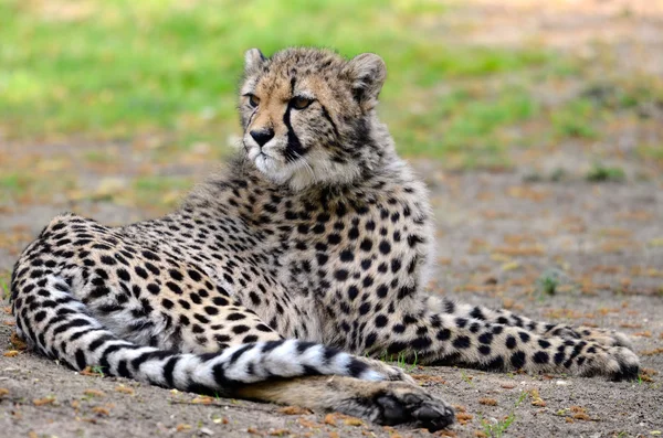 African Cheetah lying on grass — Stock Photo, Image
