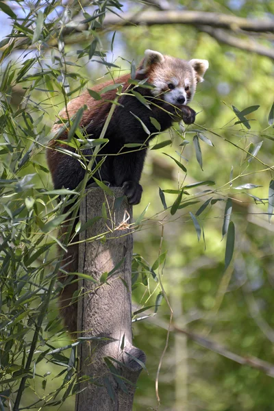 Red panda eating leaves — Stock Photo, Image