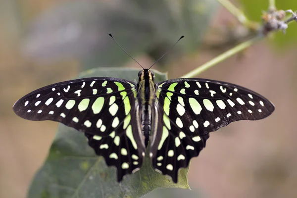 Ουρά jay πεταλούδα σε φύλλο — Φωτογραφία Αρχείου