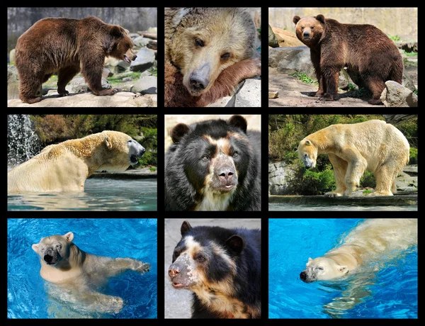 Mosaic photos of bears — Stock Photo, Image