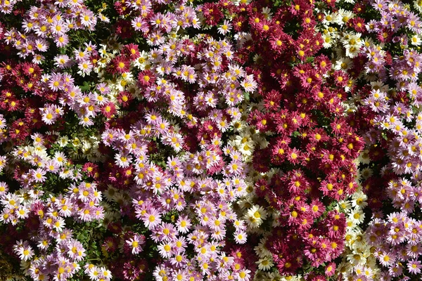 Скопление хризантем — стоковое фото
