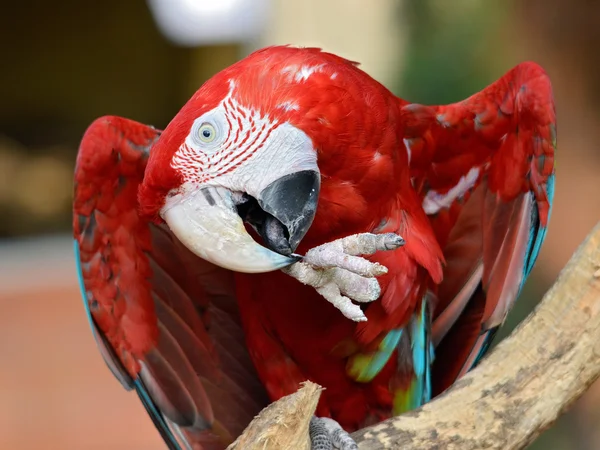 Portre Amerika papağanı chloroptera — Stok fotoğraf