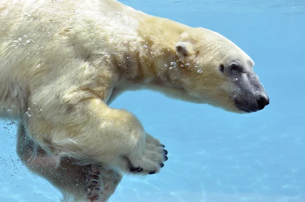 Urso polar nadando debaixo d 'água — Fotografia de Stock
