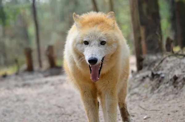 Retrato del lobo ártico — Foto de Stock