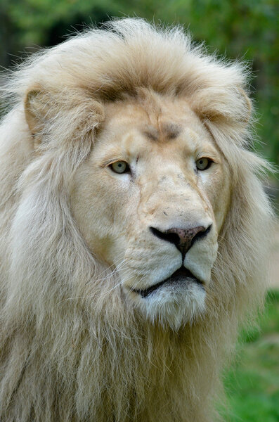 Portrait of white lion