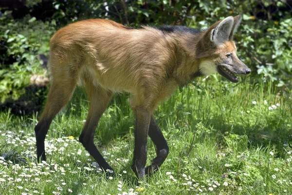 Sörényes farkas, séta a füvön — Stock Fotó