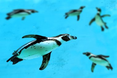 Humboldt penguenler su altında