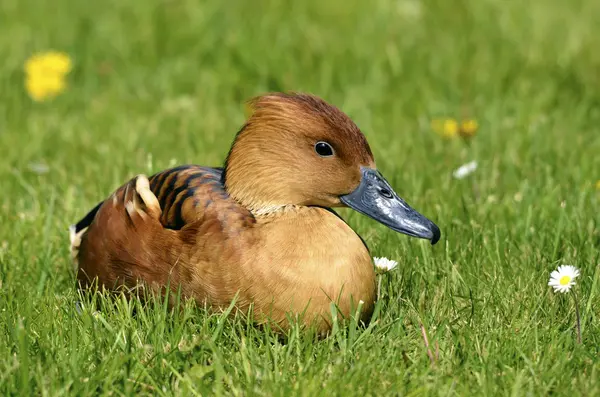 Pfeifende Ente liegt auf Gras — Stockfoto