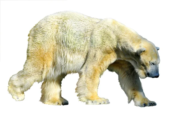 Na białym tle niedźwiedź polarny — Zdjęcie stockowe