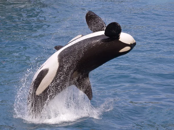 Ballena asesina saltando del agua — Foto de Stock