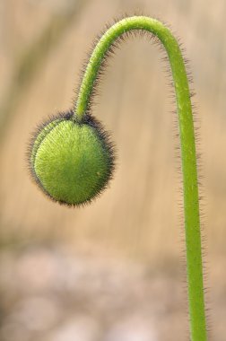 Kıllı tomurcuğu gelincik çiçeği