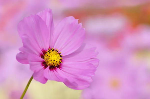 Closeup of pink cosmos flower — Stock Photo, Image