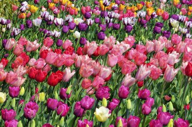 kırmızı ve pembe laleler