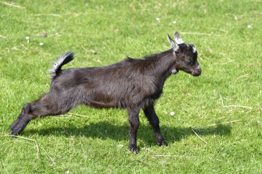 Çimenlerin üzerinde kahverengi Juvenil keçi