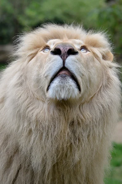 Retrato de león blanco mirando hacia arriba — Foto de Stock