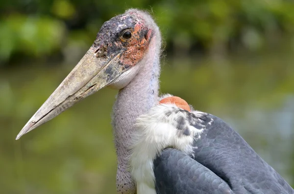 Cicogna di marabù ritratto — Foto Stock