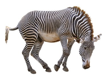 Grevy izole zebra