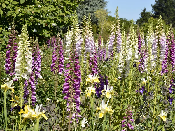 Purple foxglove — Stock Photo, Image