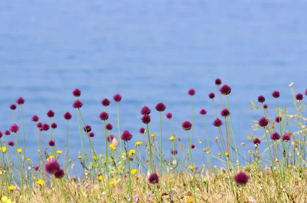 Fleur de poireau à tête ronde au Quiberon — Photo