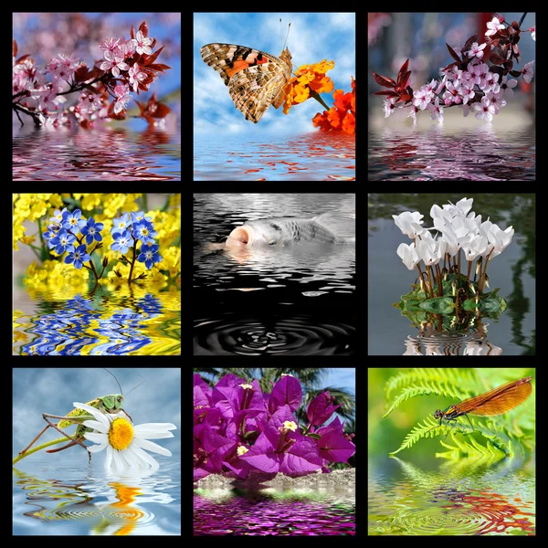 Photo mosaic with effect of water — Stock Photo, Image