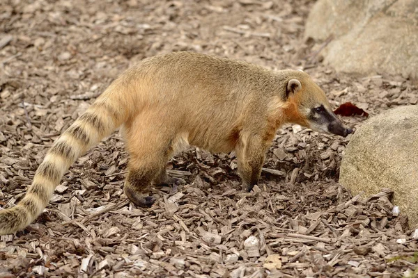 Coati de cola anillada en tierra —  Fotos de Stock