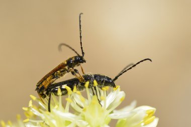 Longhorn böcekleri çiçek