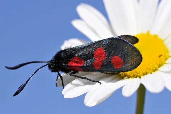 Mariposa Burnet de cinco puntos en la margarita —  Fotos de Stock