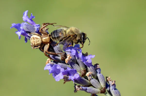 Cangrejo araña comer abeja —  Fotos de Stock