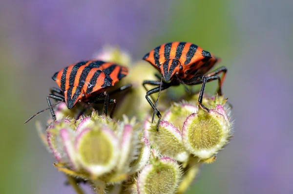 Graphosoma bugs on plant — Stock Photo, Image