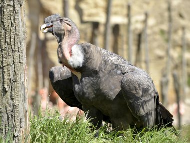And condor çimenlerin üzerinde