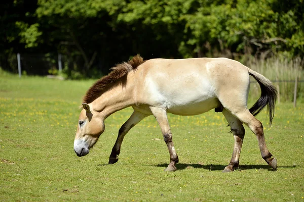 歩いて Przewalski の馬 — ストック写真