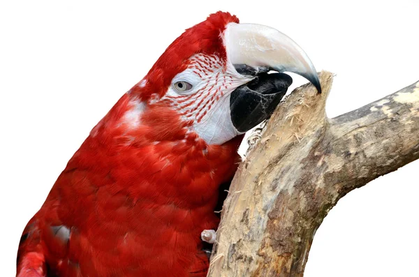 Isolated portrait macaw chloroptera — Stock Photo, Image