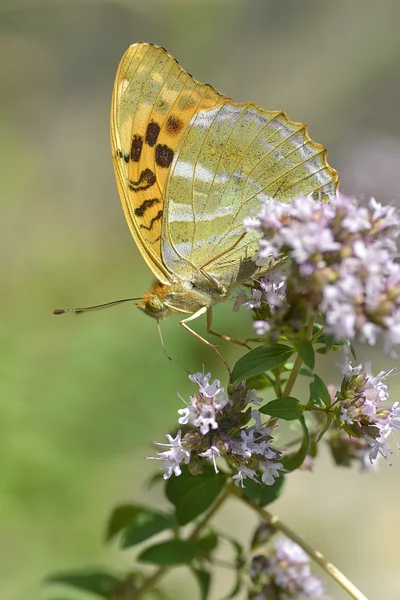 銀の花にツマグロヒョウモン蝶の洗浄 — ストック写真