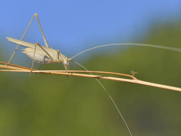 Saltamontes sobre hierba —  Fotos de Stock