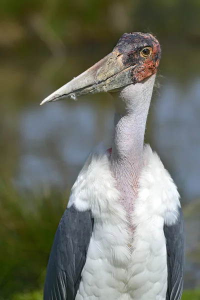 Retrato de cigüeña marabú — Foto de Stock