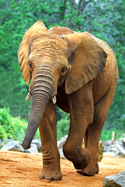 Afrikanischer Elefant läuft von vorne — Stockfoto
