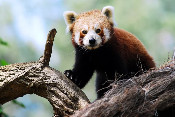 Red panda on branch — Stock Photo, Image