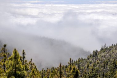 Çam ormanı Tenerife, bulutların üstünde
