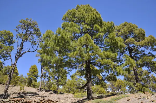 Канарский сосновый лес на Тенерифе — стоковое фото