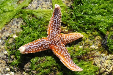 Deniz yıldızı deniz yosunu üzerinde