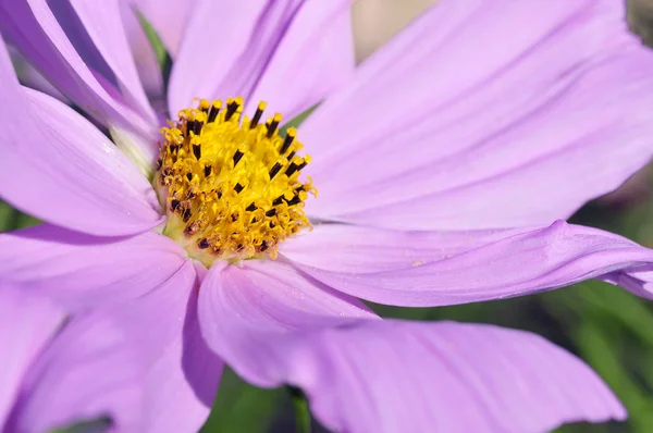 Macro of cosmos flower — Stock Photo, Image