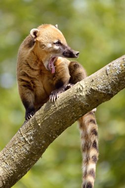 Güney Amerika Coati dalı