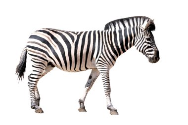 Zebra izole