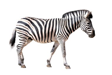 Isolated of zebra clipart