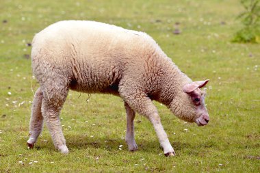 Çimenlerin üzerinde juvenil koyun