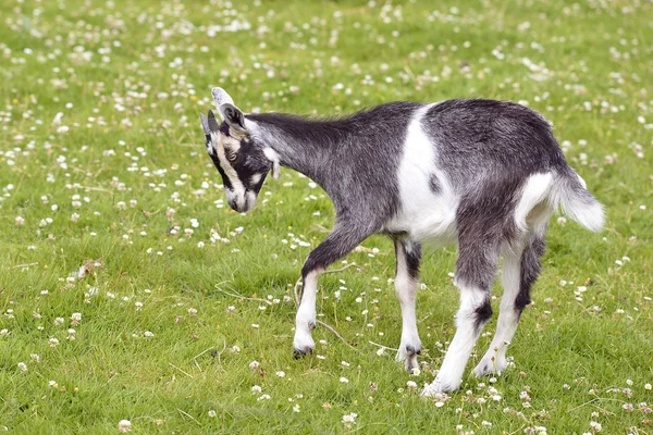 Jungziege auf Gras — Stockfoto