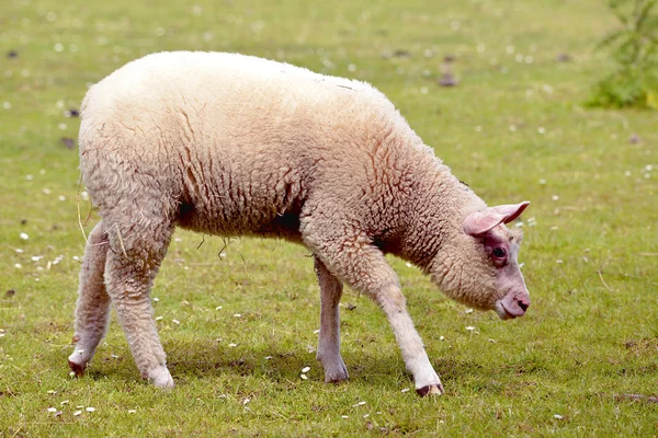 Młode owce na trawie — Zdjęcie stockowe
