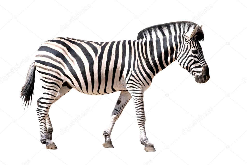 zebra stock zebra stock