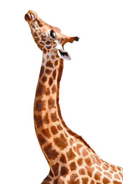 Isolated portrait of giraffe