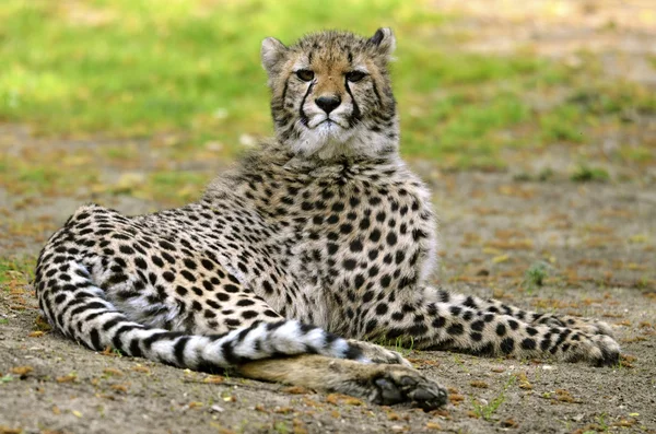 African Cheetah lying on grass — Stock Photo, Image